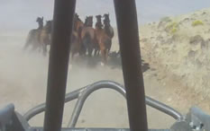 A Real Stampede